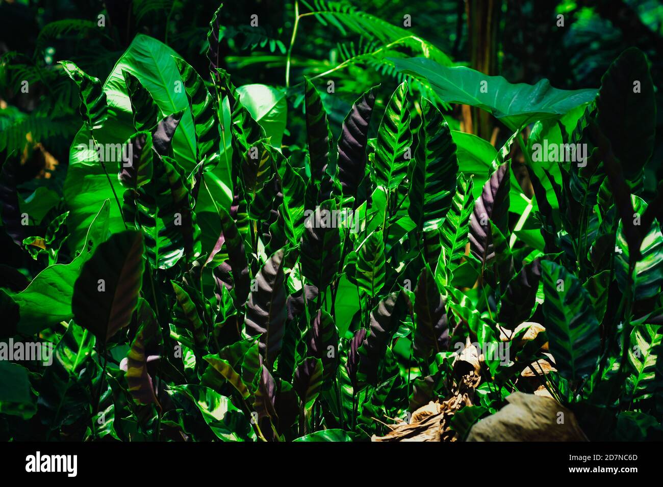 Beautiful green leaf with white stripes of Calathea majestica , tropical  foliage plant nature leaves pattern Stock Photo - Alamy