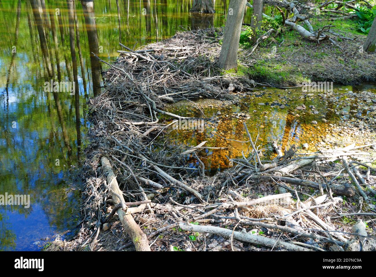 View of a beaver habitat with dams, ponds and trees at the Plainsboro ...