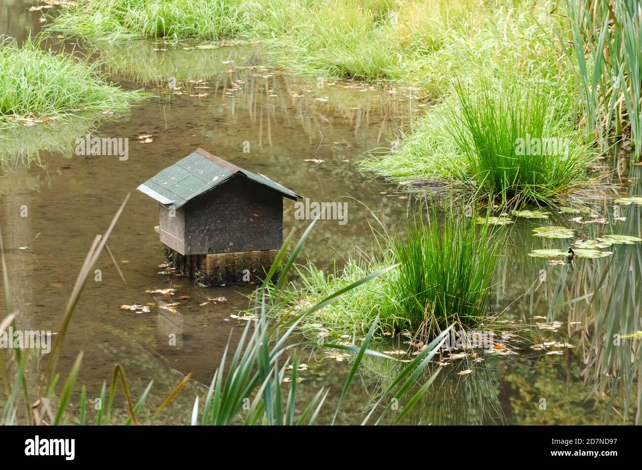 Small wooden house or shelter for animals, water birds or ducks in a pond surrounded by Typha, cat tails, bulrush or reedmace plants in Germany Stock Photo