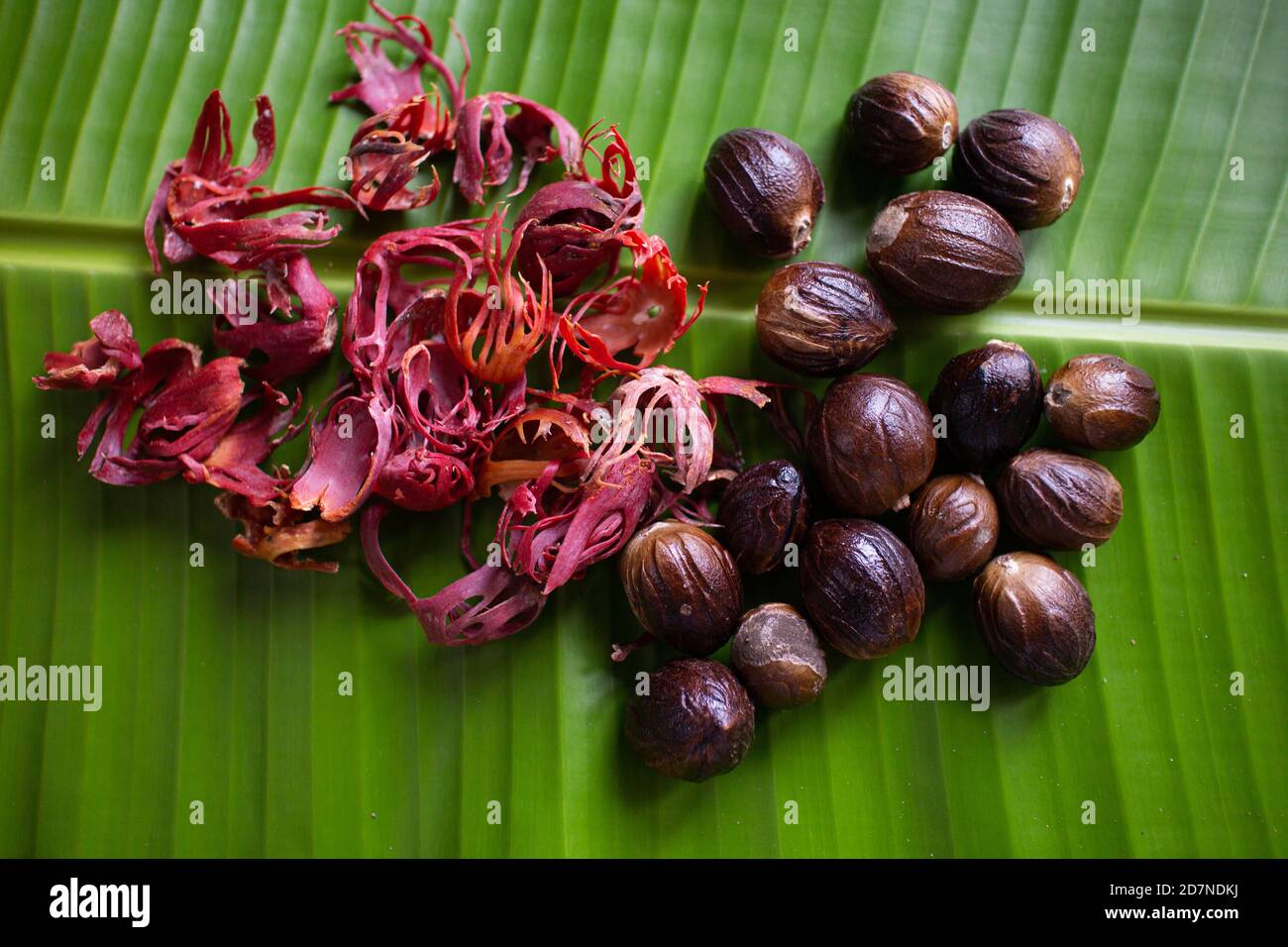 Whole Nutmeg seeds, mace or aril in stone mortar on light blue