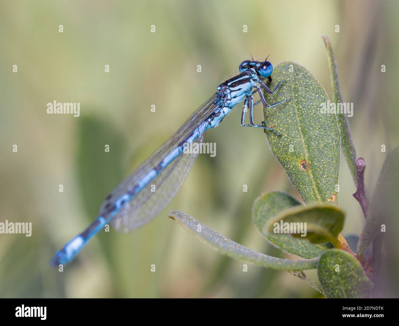 Rare Southern Damselfly, Coenagrion mercuriale, Perched On A Leaf, UK Stock Photo
