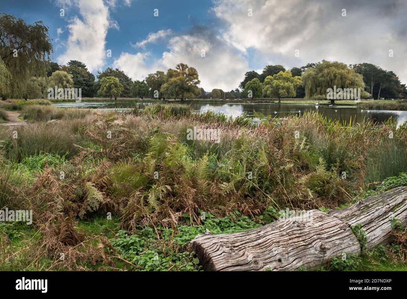 Beautiful walk around Bush Parks largest pond in late summer Stock ...