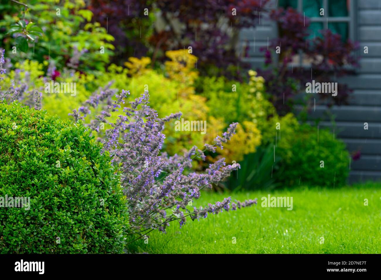 Landscaped private garden close-up (summer flowers, colourful foliage, mixed border plants, shrubs, box ball, lawn, raindrops) - Yorkshire England UK Stock Photo