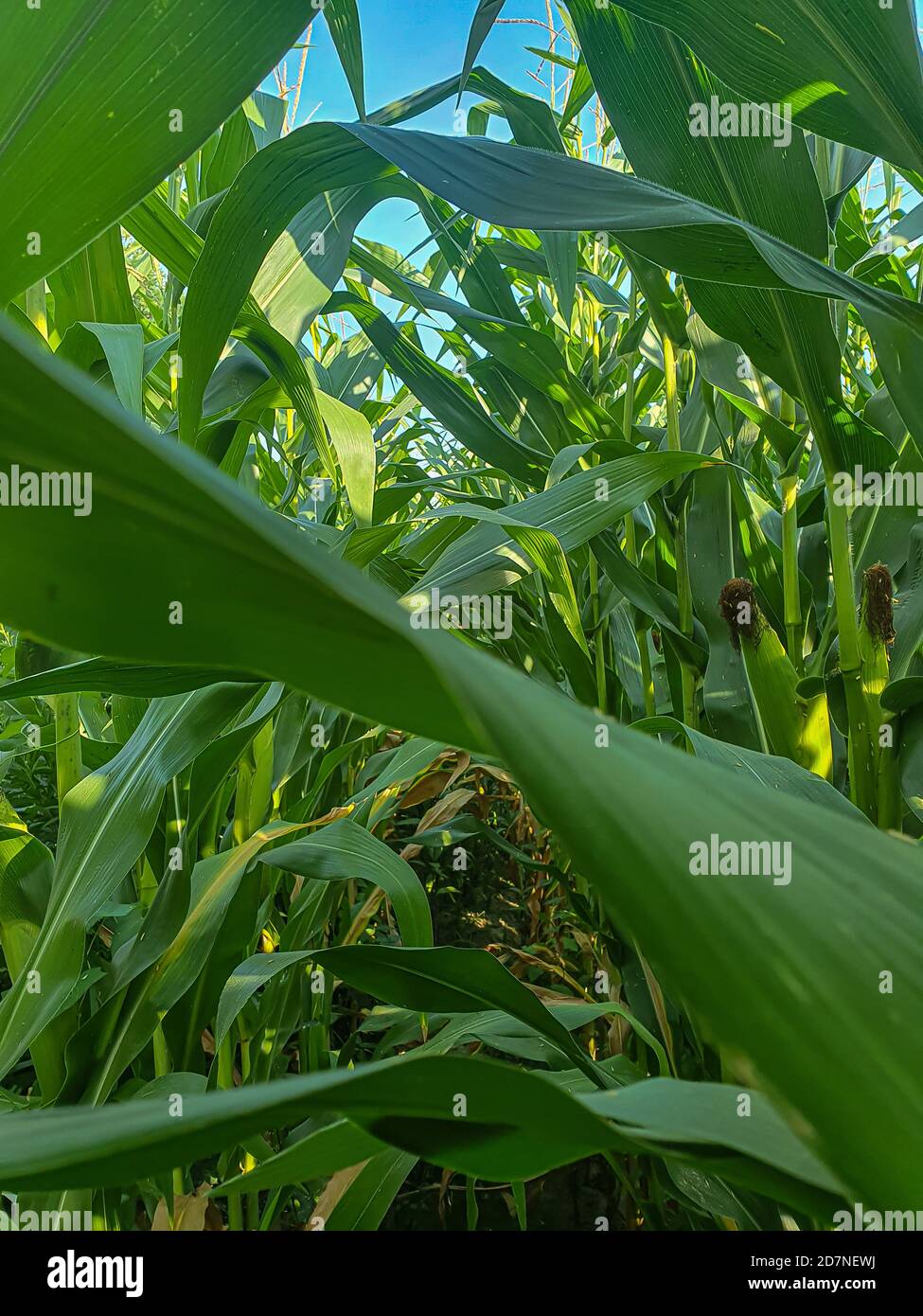 Close up photo of green leaf plants hi-res stock photography and images ...