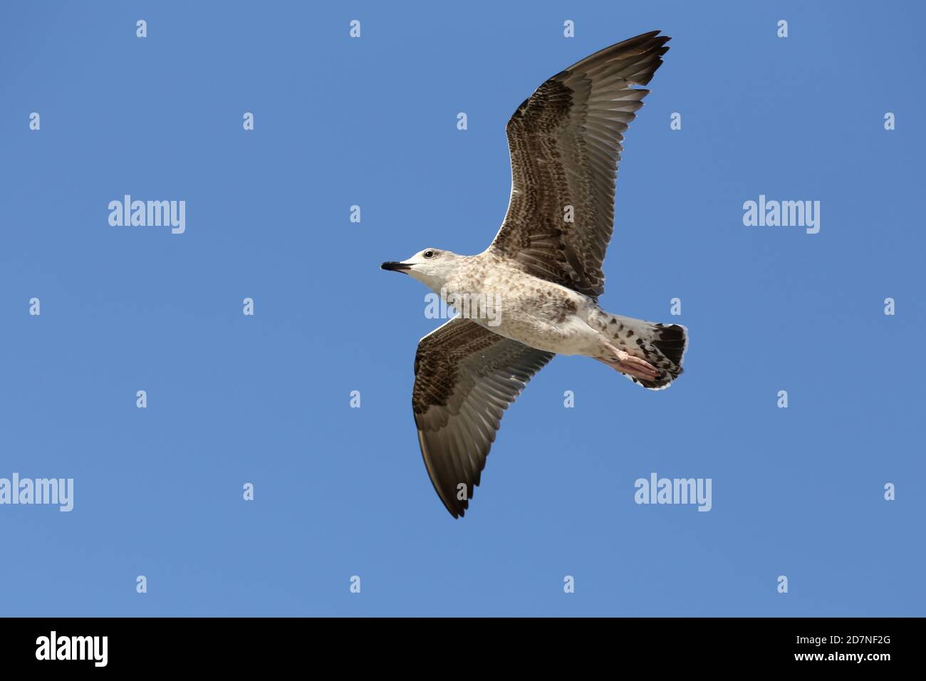 Seagull in low level flight against the blue sky Stock Photo