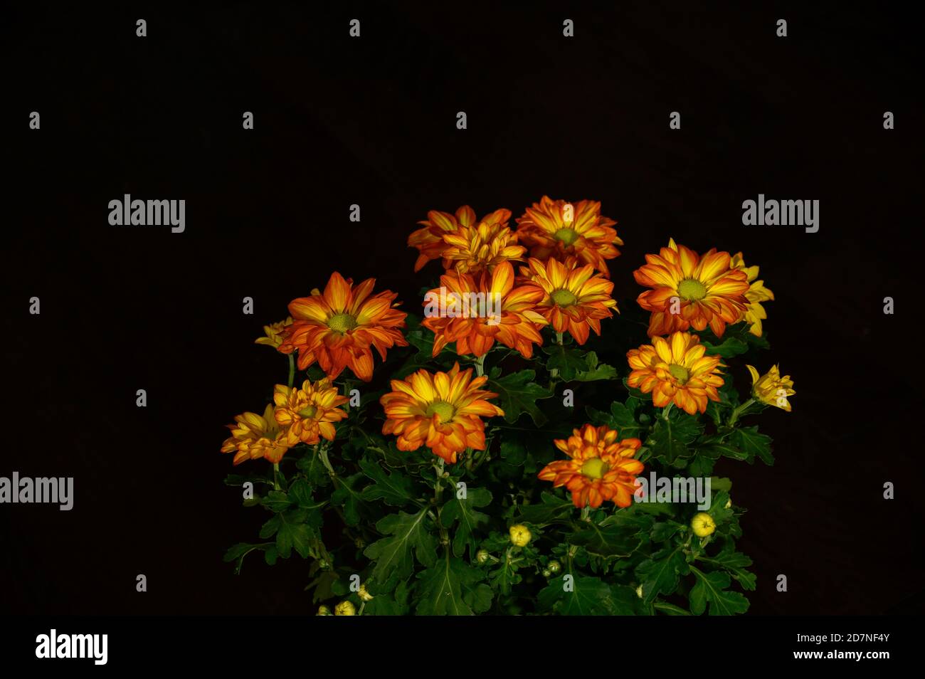 close up of Chrysanthemum flowers Stock Photo
