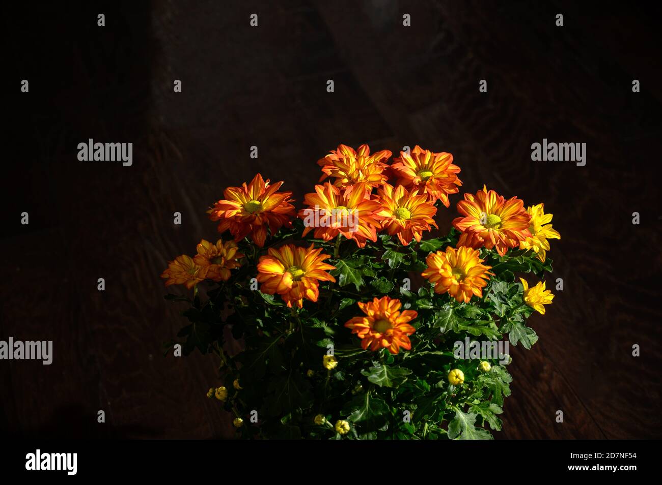 close up of Chrysanthemum flowers Stock Photo