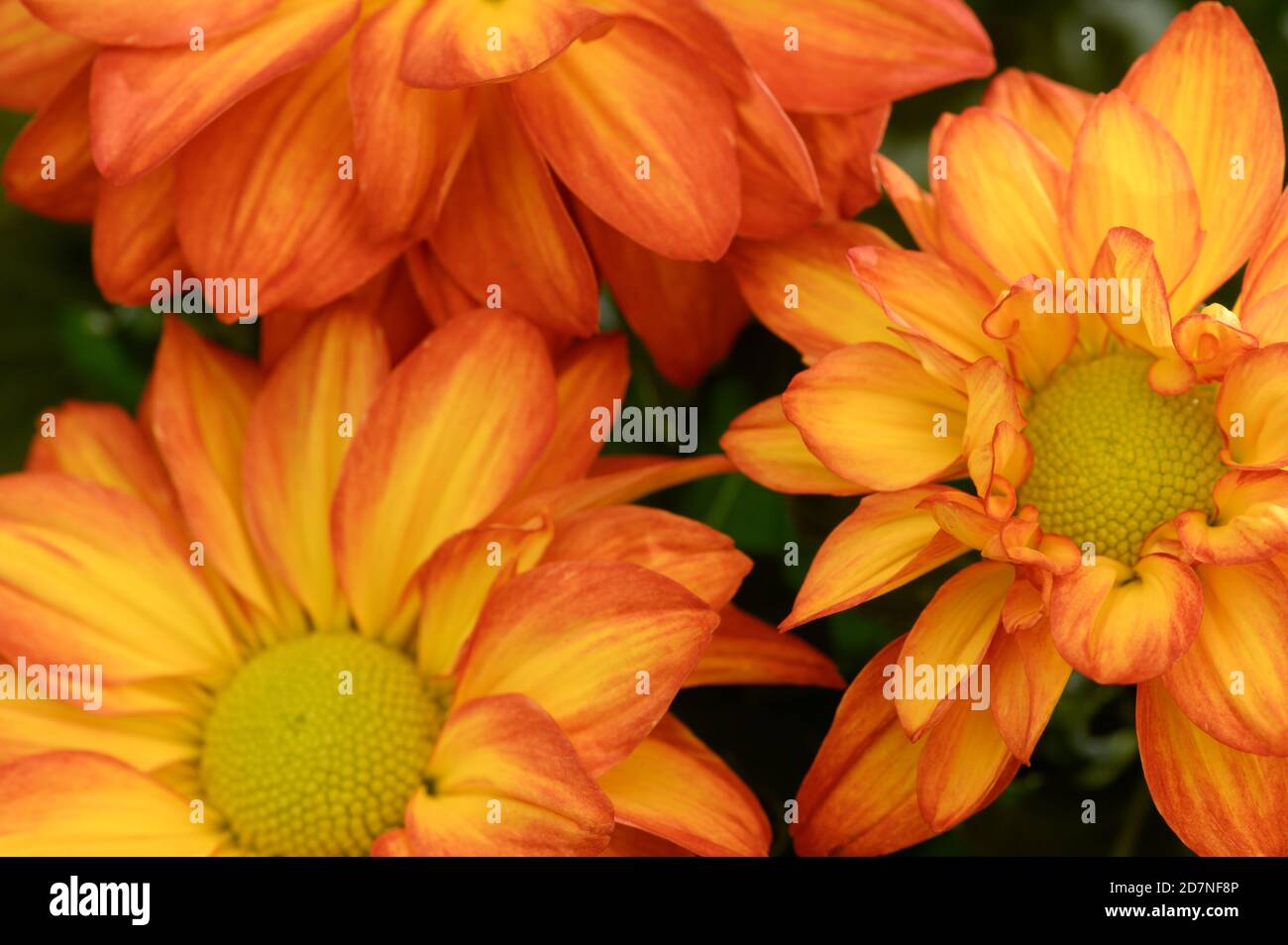 close up of Chrysanthemum flowers Stock Photo