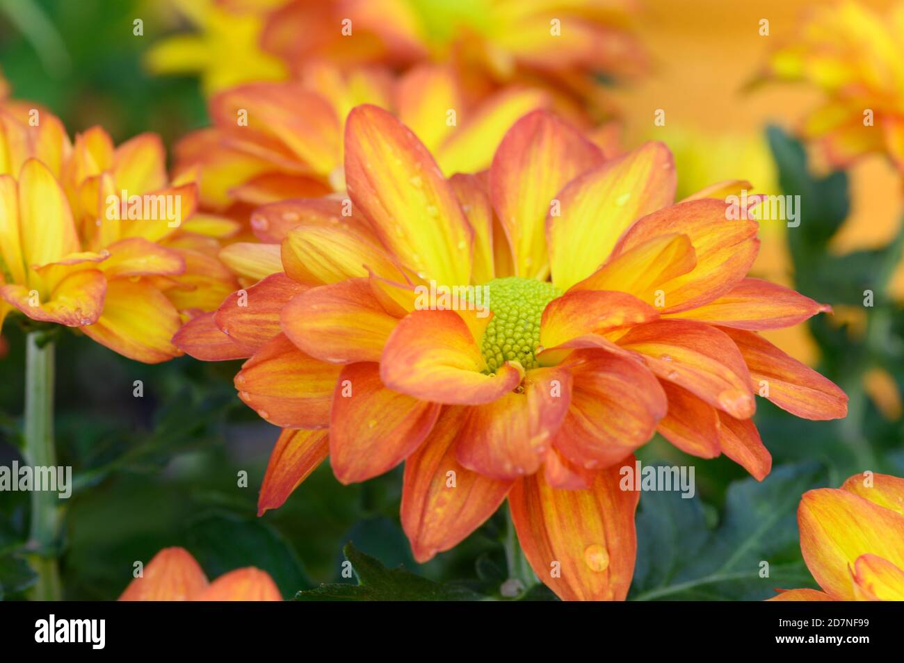 close up of Chrysanthemum flowers Stock Photo
