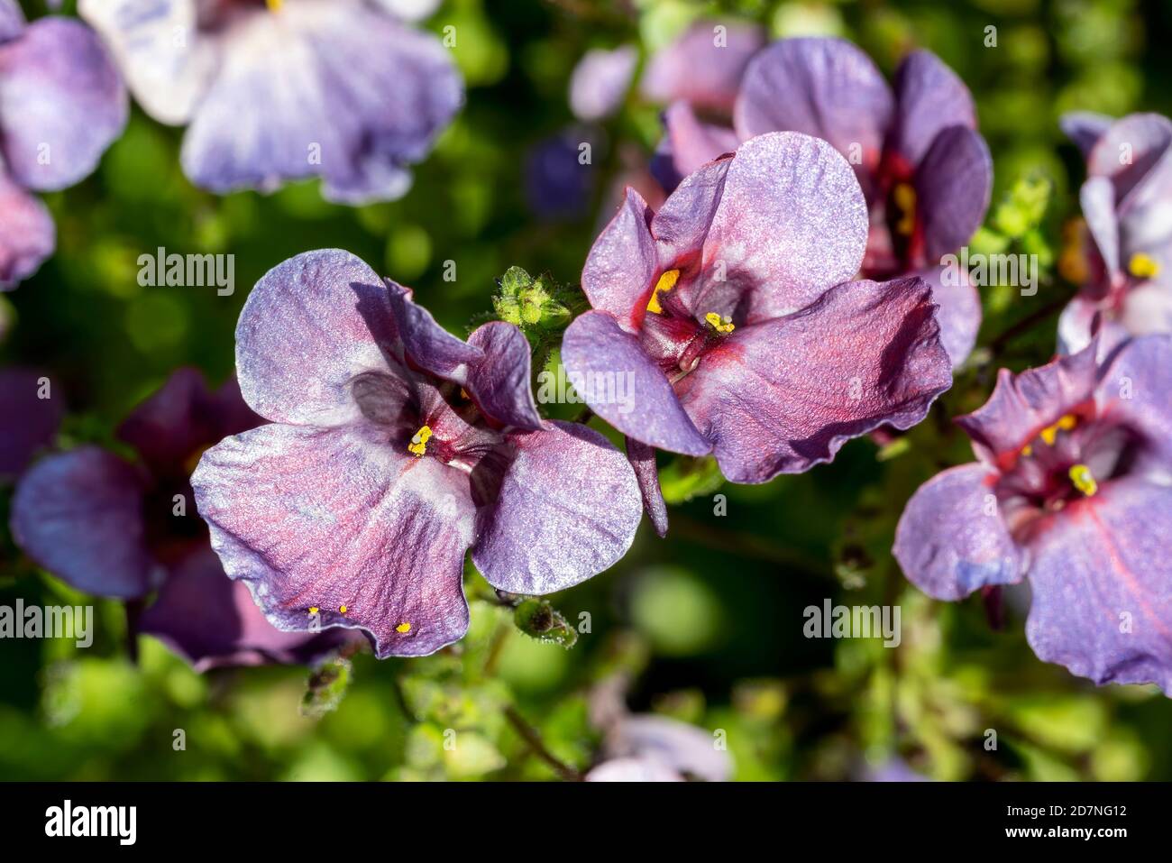 Diascia 'Denim Blue' a summer autumn herbaceous perennial flower plant commonly known as twinspur stock photo image Stock Photo