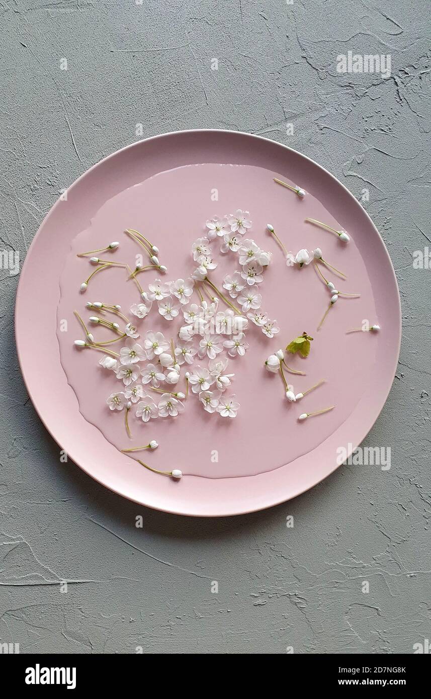 Water and small allium flowers on  pink plate. Lifestyle, florist breakfast concept, gray background. Top view Stock Photo