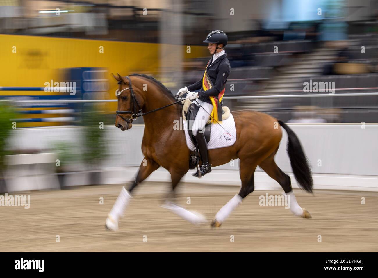 stallion Va`Pensiero 