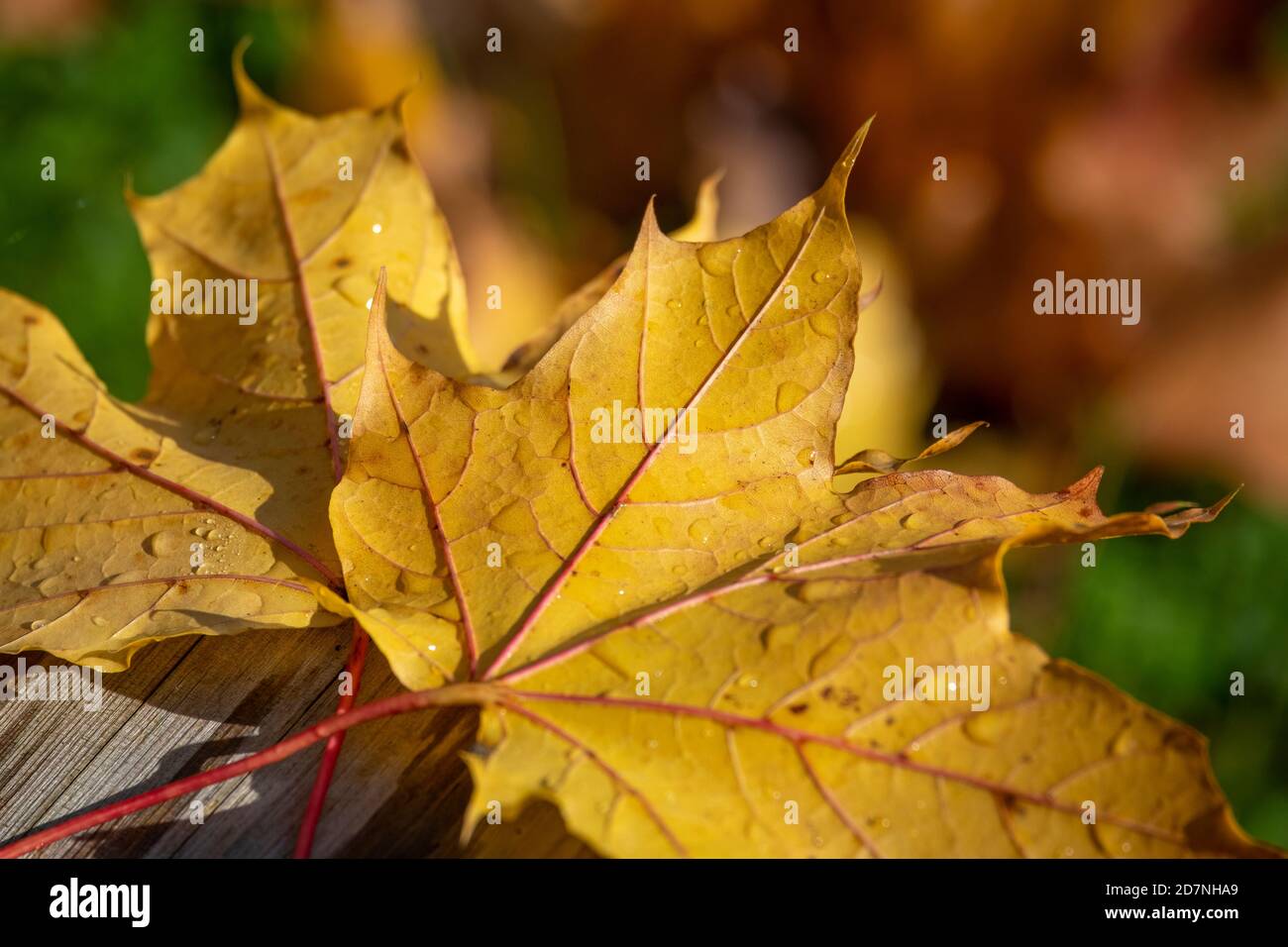 Close up shot trees leaves hi-res stock photography and images - Alamy