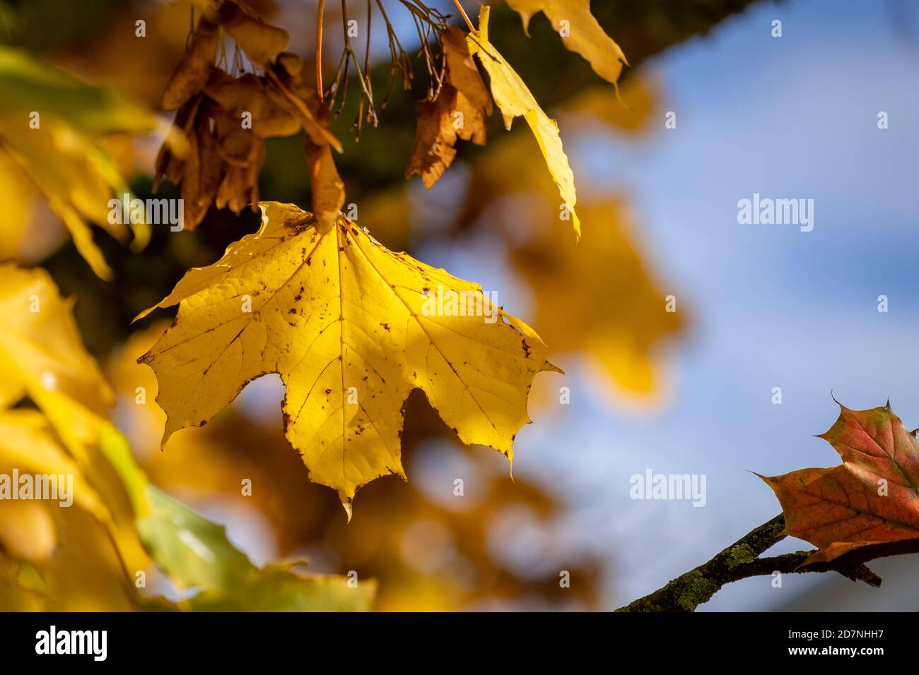 Close shot of colorful leaves in autumn at a playground Stock Photo