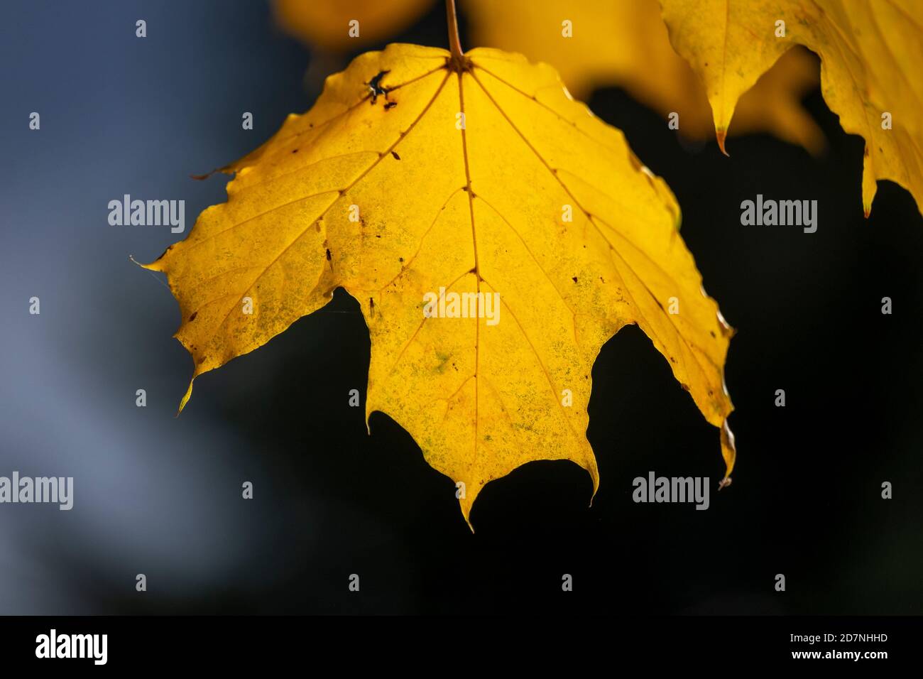 Close shot of colorful leaves in autumn at a playground Stock Photo