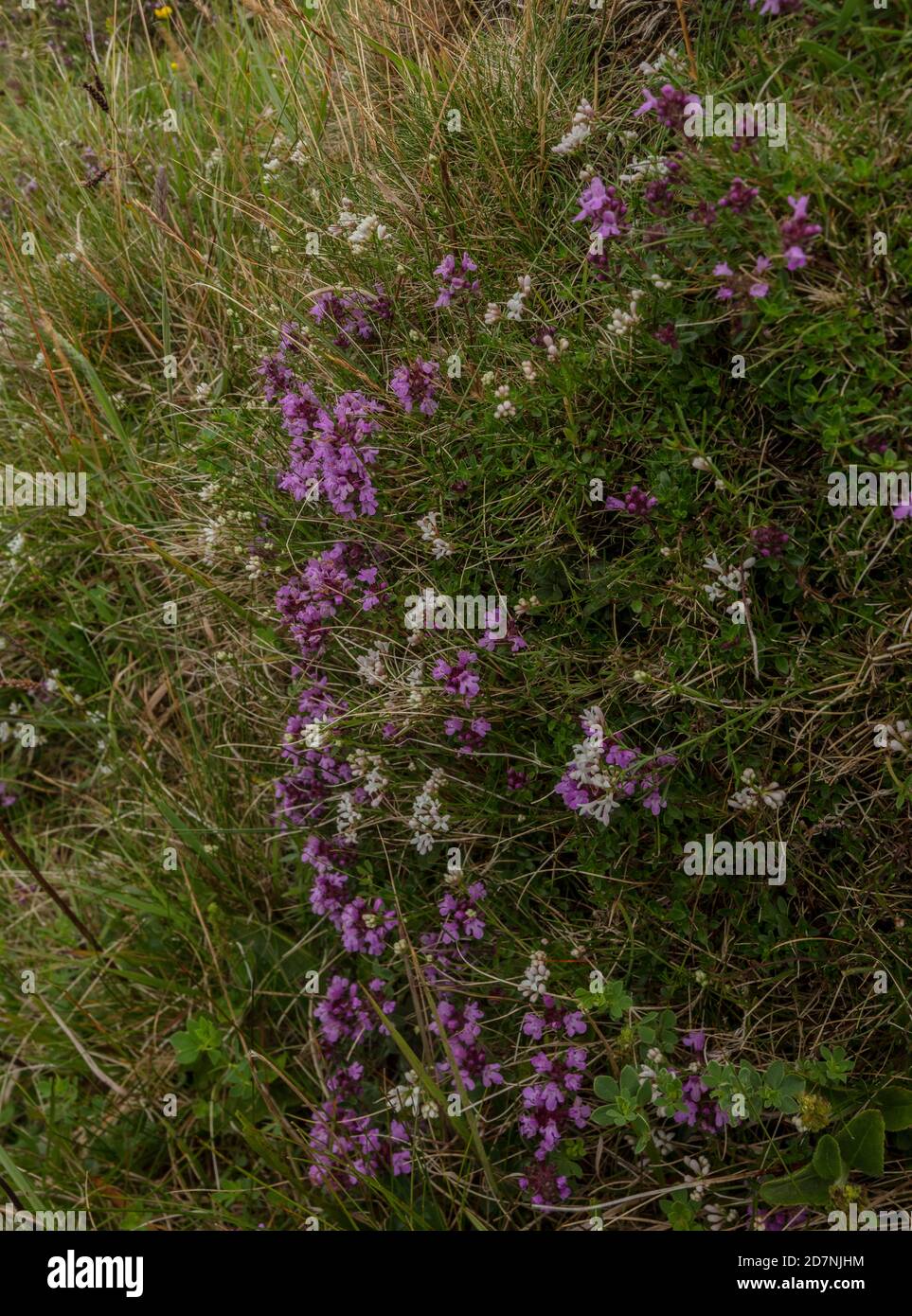 Old Anthill in species-rich chalk grassland, covered with flowers. Melbury Down, Dorset. Wild thyme, Squinancywort etc. Stock Photo
