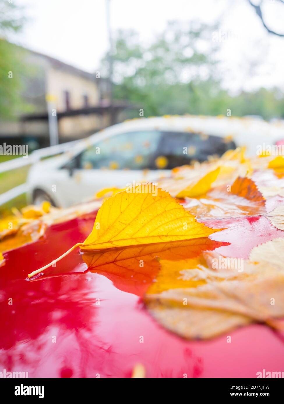 Fallen linden leaves erected leaf isolated closeup close-up view on atop Red parked car vehicle Autumnal Autumn Fall season Stock Photo