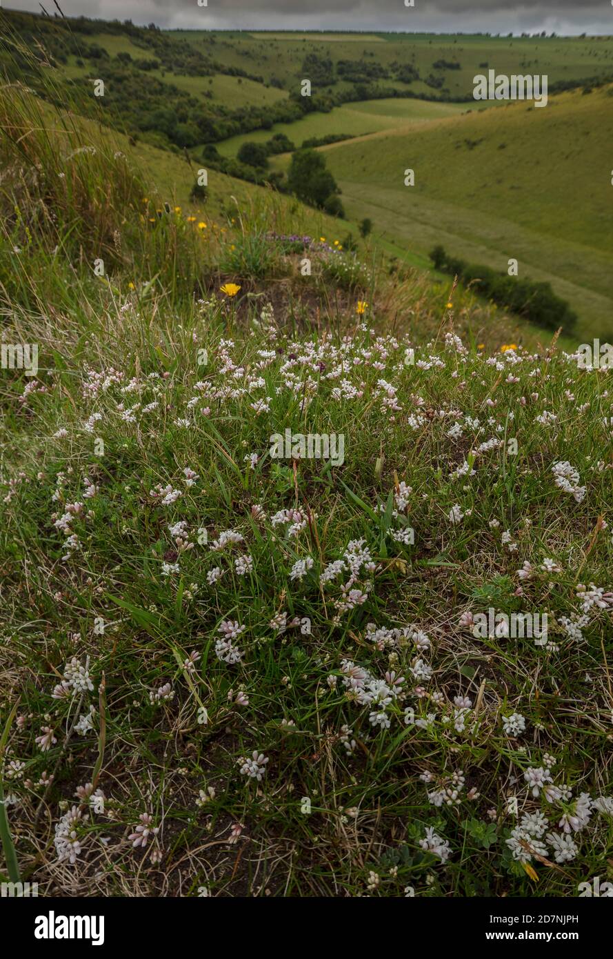 Old Anthill in species-rich chalk grassland, covered with flowers. Melbury Down, Dorset. Squinancywort, and other flowers. Stock Photo