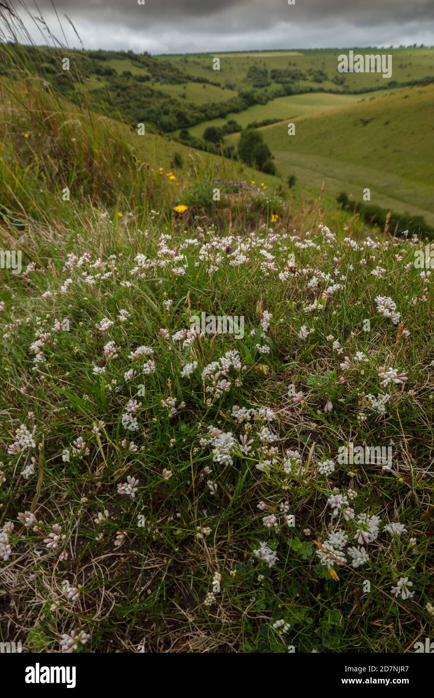 Old Anthill in species-rich chalk grassland, covered with flowers. Melbury, Dorset. Squinancywort,  etc. Stock Photo