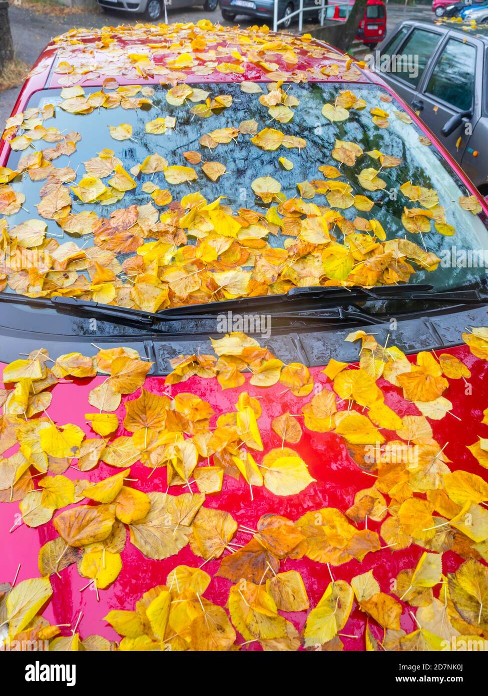 Fallen linden leaves on atop Red parked car vehicle Autumnal Autumn Fall season front windshield crop cropped view Stock Photo