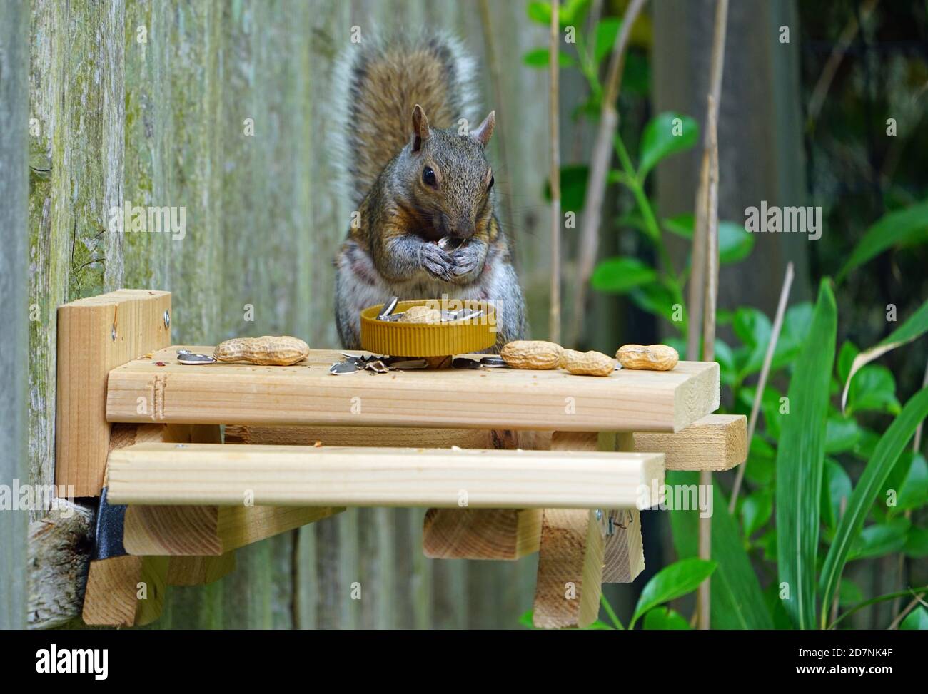 A gray squirrel eating at a backyard wooden picnic table for squirrels