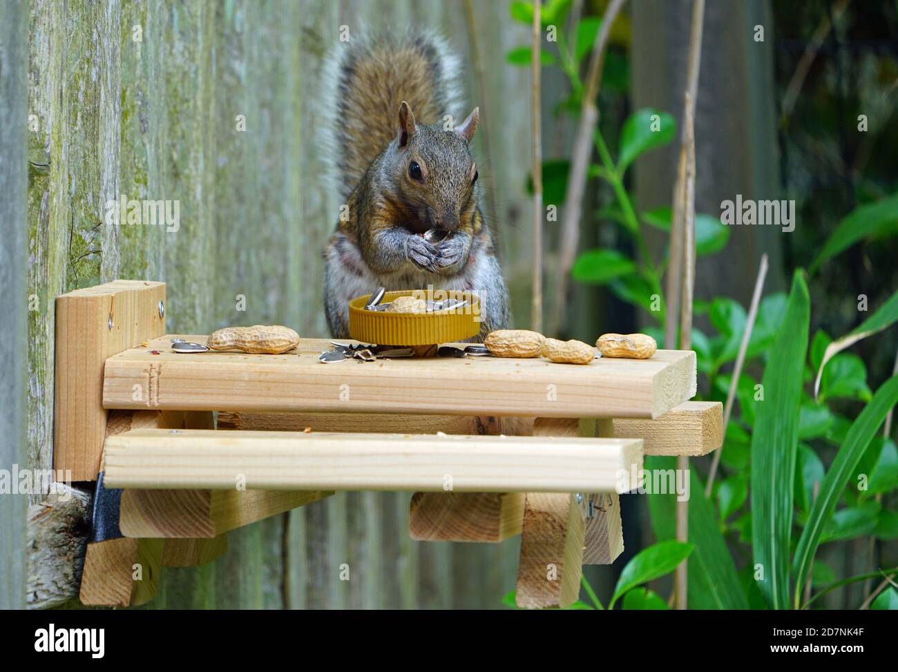 A gray squirrel eating at a backyard wooden picnic table for squirrels and  birds mounted on a garden fence Stock Photo - Alamy