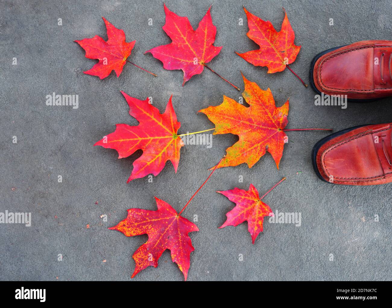 Standing with orange shoes in red maple foliage in the fall Stock Photo ...