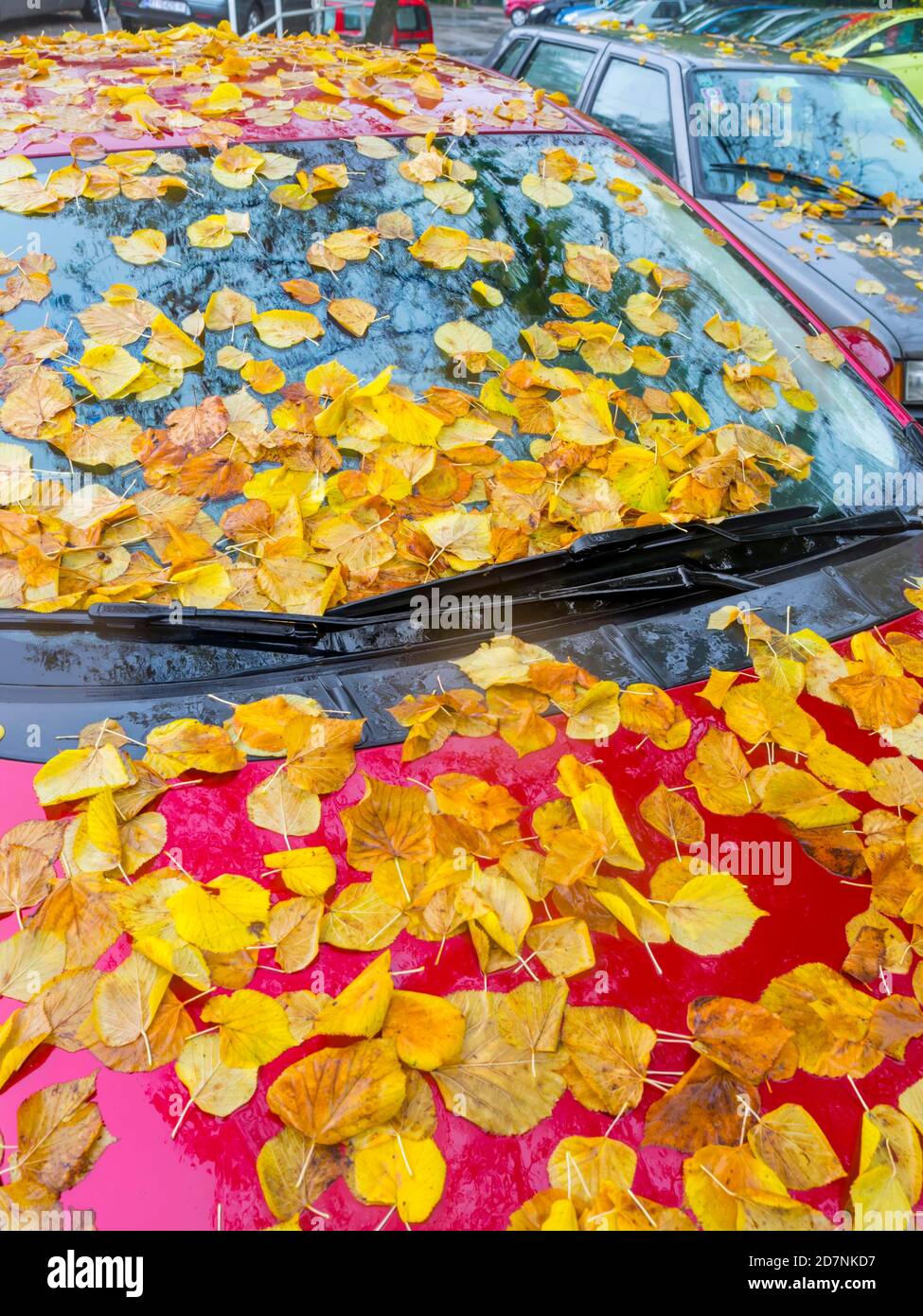 Fallen linden leaves on atop Red parked car vehicle Autumnal Autumn Fall season front windshield crop cropped view Stock Photo
