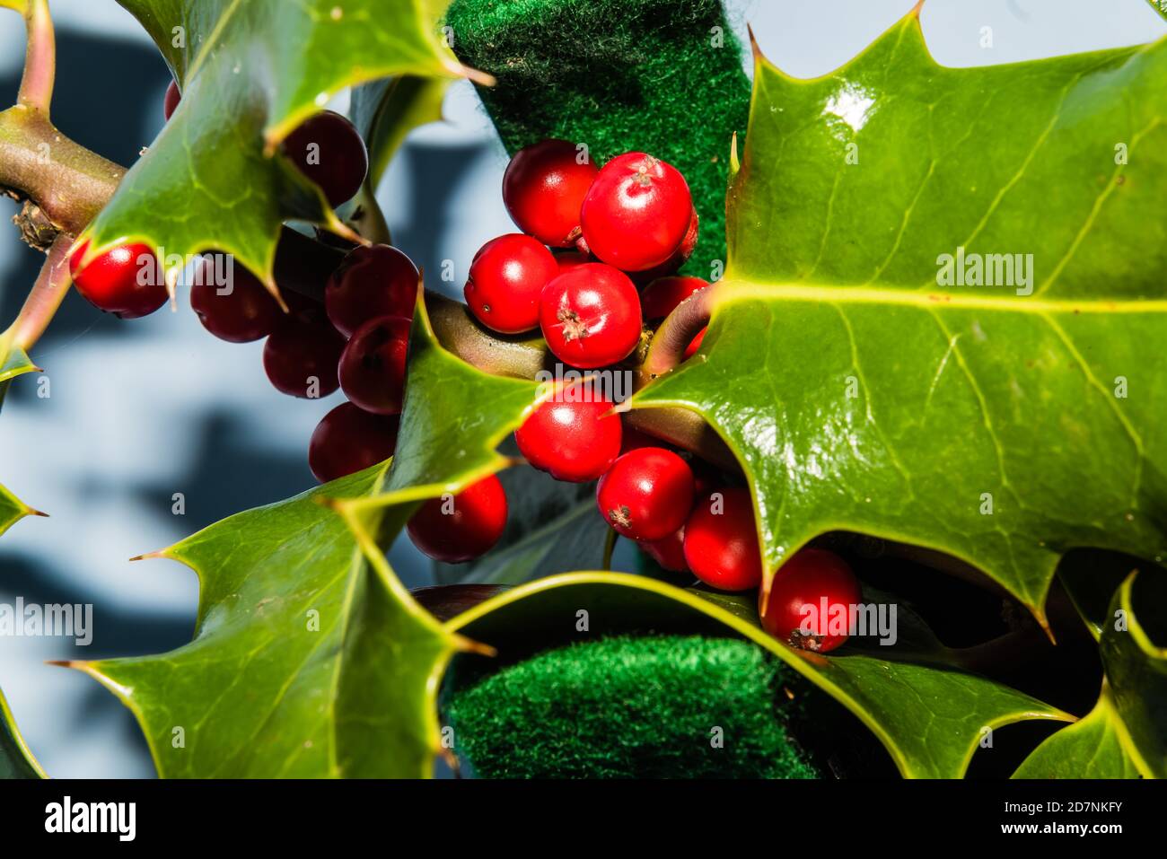 Devon holly hi-res stock photography and images - Alamy