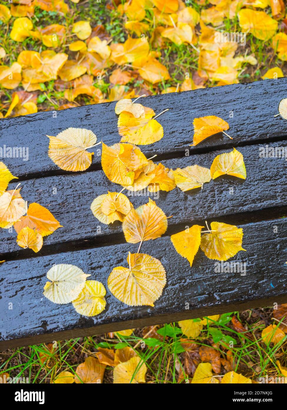 Fallen leaves on wooden bench in park Autumnal Autumn Fall season Stock Photo