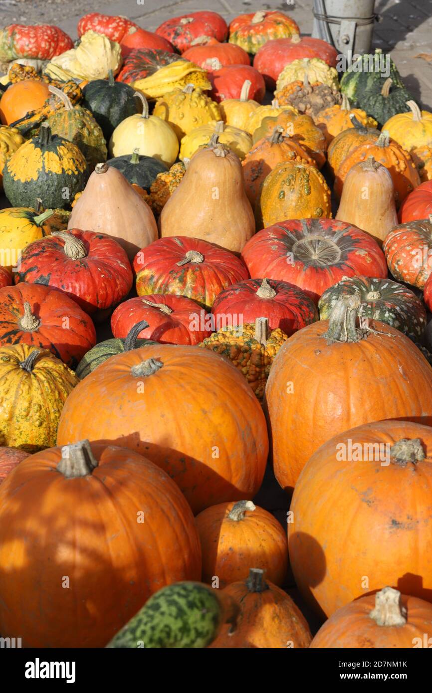 Colorful ornamental pumpkins, gourds and squashes in the street for