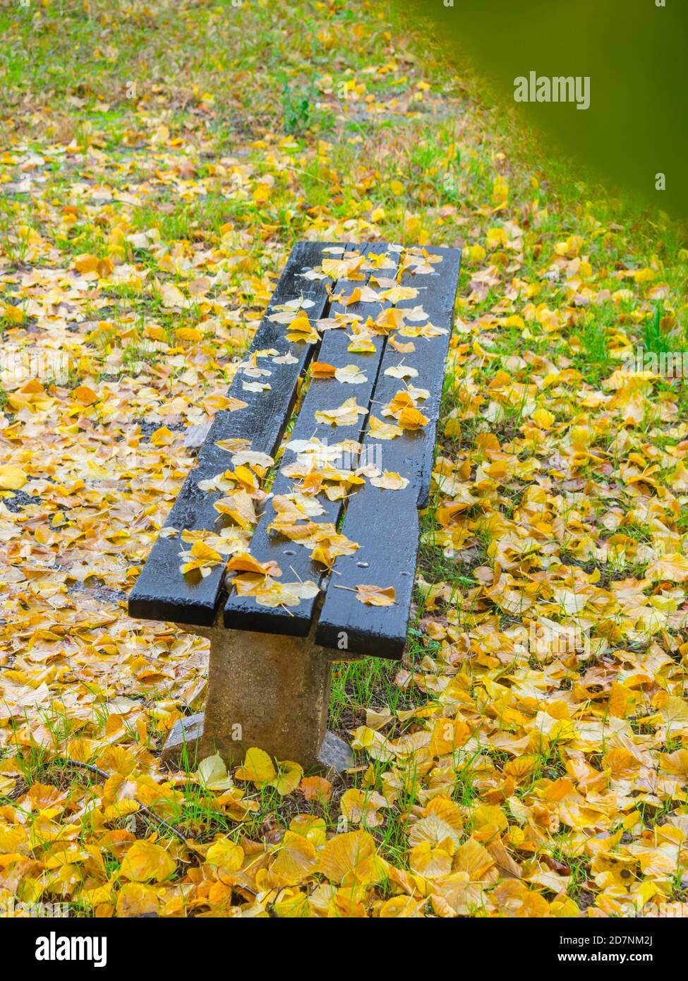 Fallen leaves on wooden bench in park Autumnal Autumn Fall season isolated behind tree leaf Stock Photo