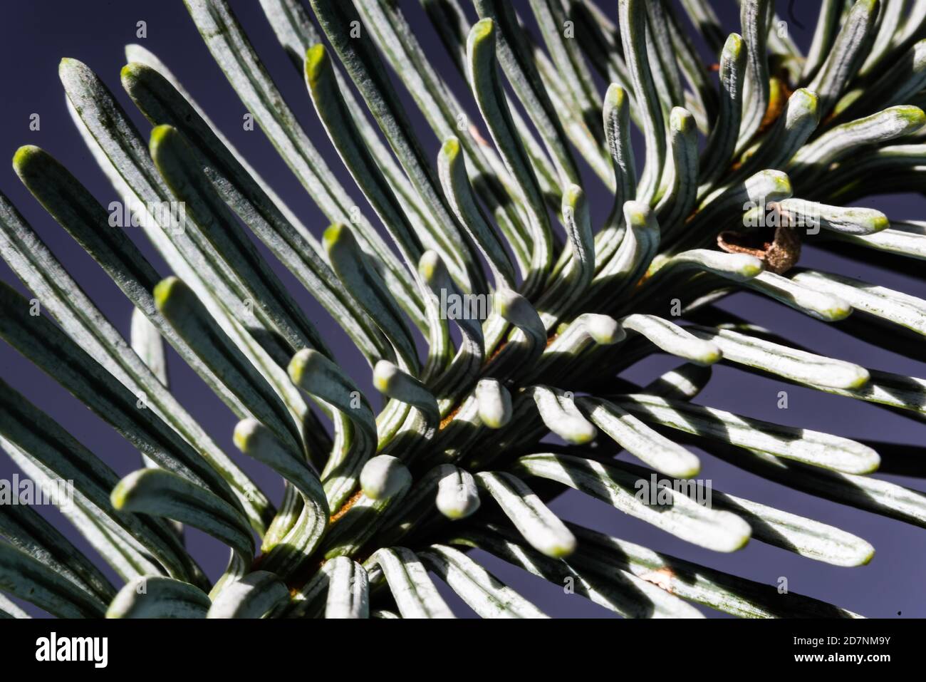 Close up of a Abies procera glauca prostrata Stock Photo