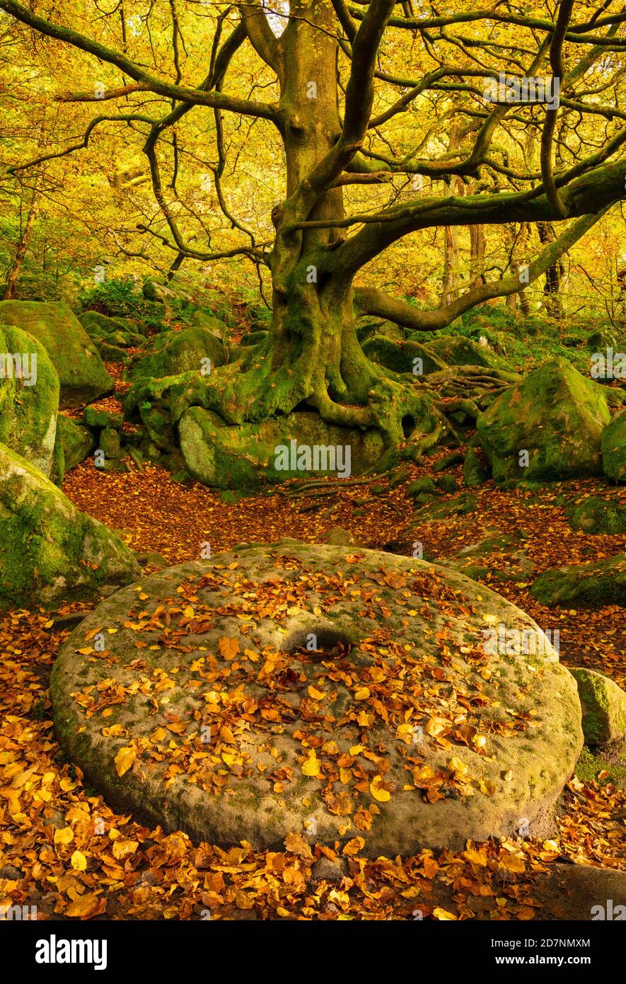 Derbyshire Peak District National Park Abandoned millstone covered in fallen Autumn leaves Padley Gorge  Grindleford Derbyshire England UK GB Europe Stock Photo