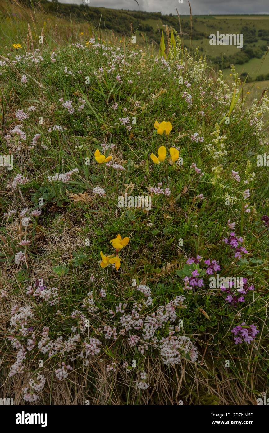 Old Anthill in species-rich chalk grassland, covered with flowers. Melbury Down, Dorset. Squinancywort, Bird's-foot trefoil, Wild Thyme etc. Stock Photo