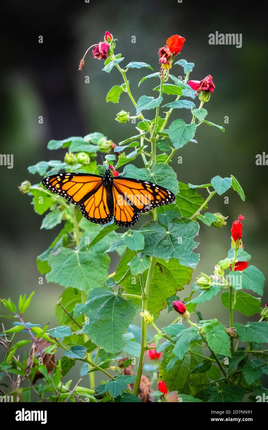 Monarch butterfly resting on a red flower Stock Photo - Alamy