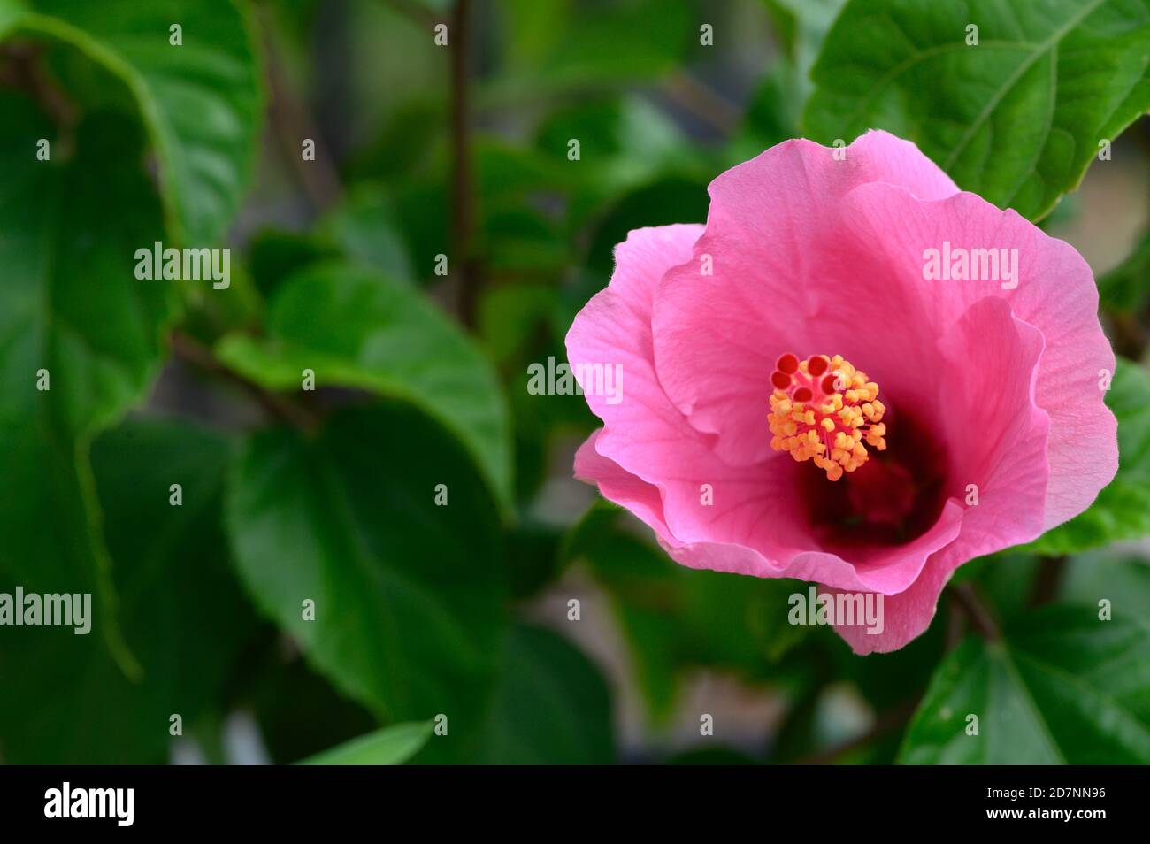 Pink hibiscus photography hi-res stock photography and images - Alamy