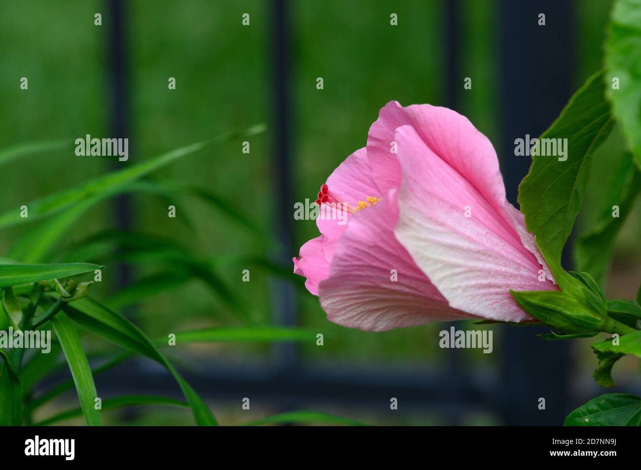 Pink hibiscus photography hi-res stock photography and images - Alamy