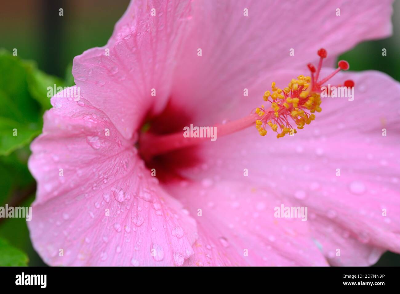 Close up of Pink Hibiscus flower Stock Photo
