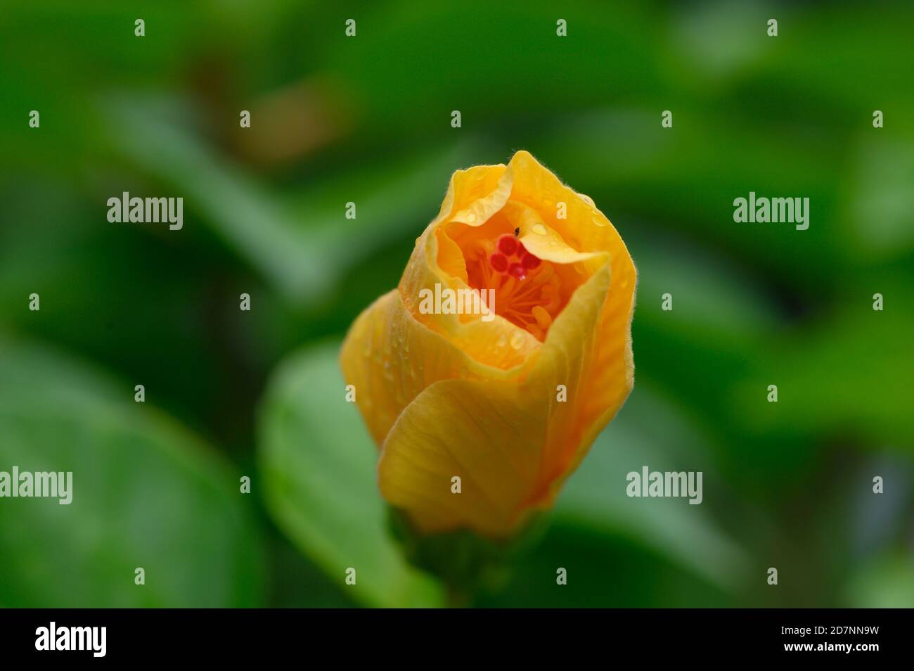 closed yellow hibiscus flower Stock Photo Alamy