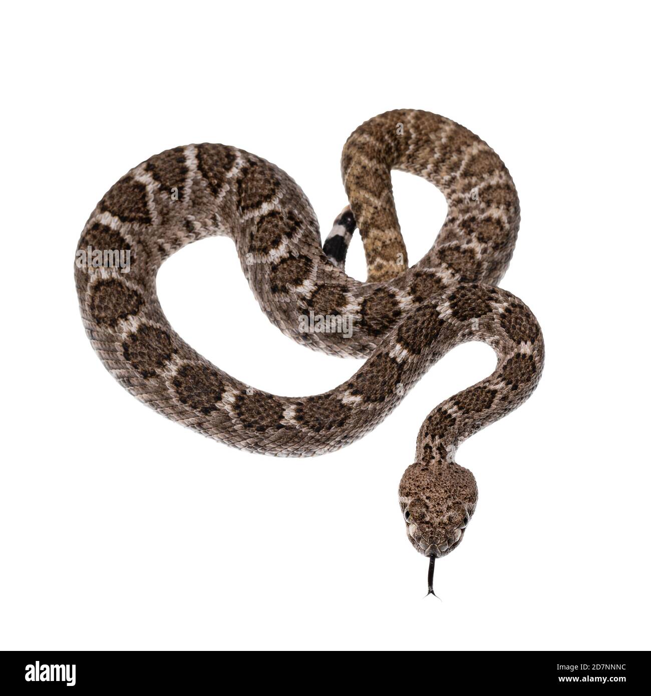 Rattlesnake Head Top View Genetic Research On Highly Venomous Tiger
