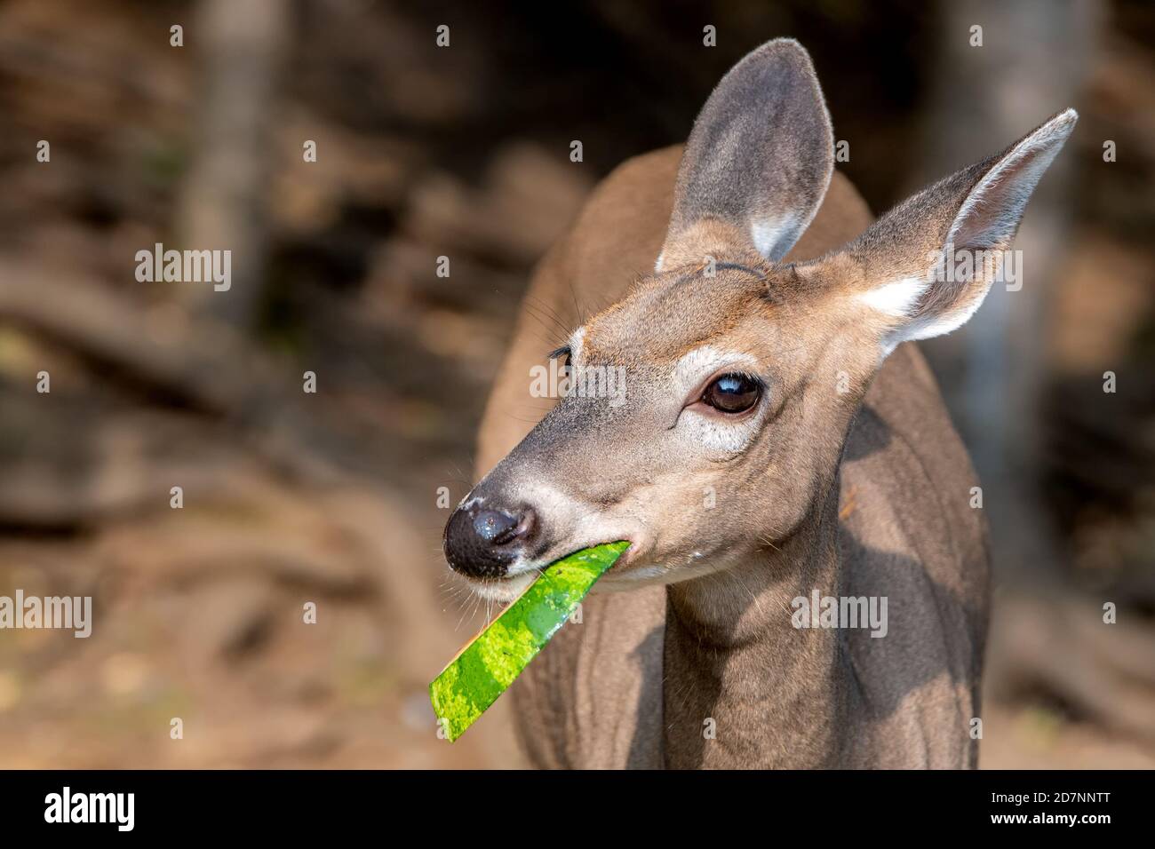 A young female deer eating a green watermelon rind. The rind is sticking  out from her mouth. Closeup view of just her head. Shallow depth of field  Stock Photo - Alamy