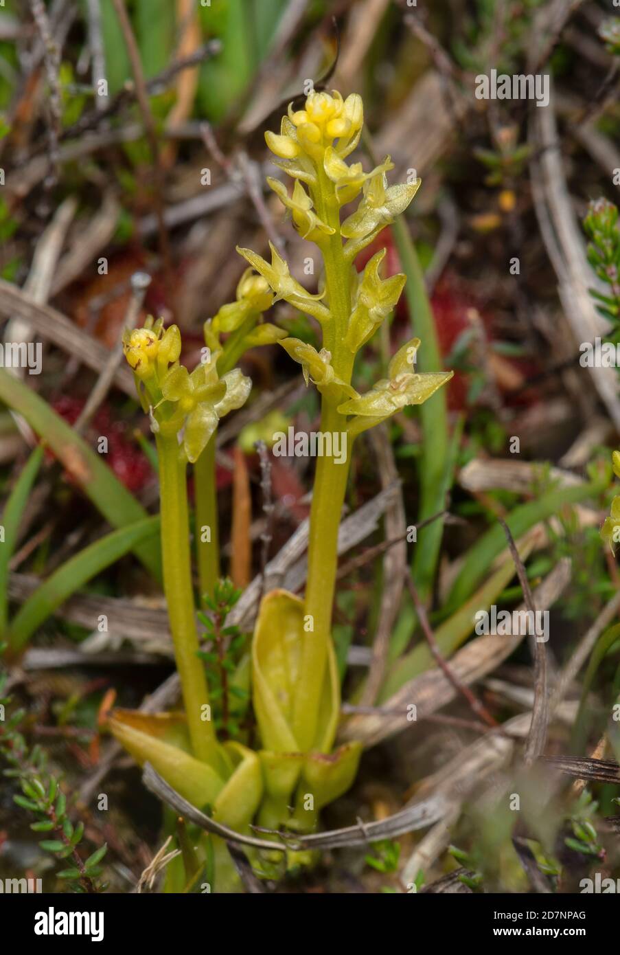 Bog orchid, Hammarbya paludosa, growing in wet Sphagnum bog, Dorset. Stock Photo