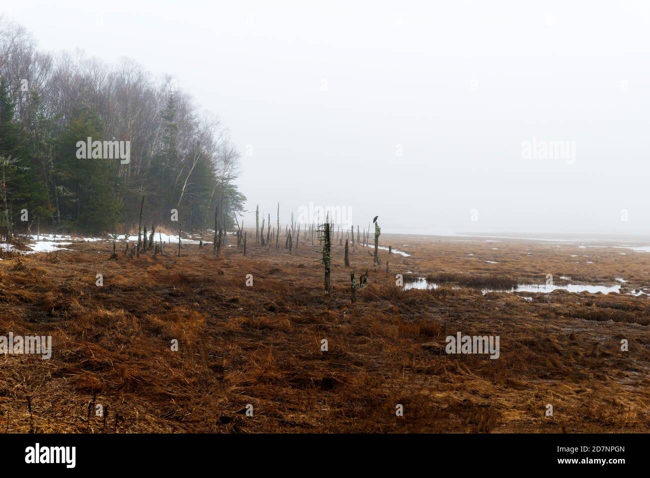 A marsh on a foggy day. There is woodland on the left, and dead tree trunks in the marsh. A single crow stands on a dead trunk. There is a bit of snow Stock Photo