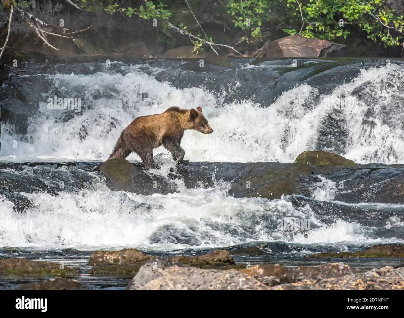 Grizzly bear in waterfall Great Bear Rainforest British Columbia Stock Photo