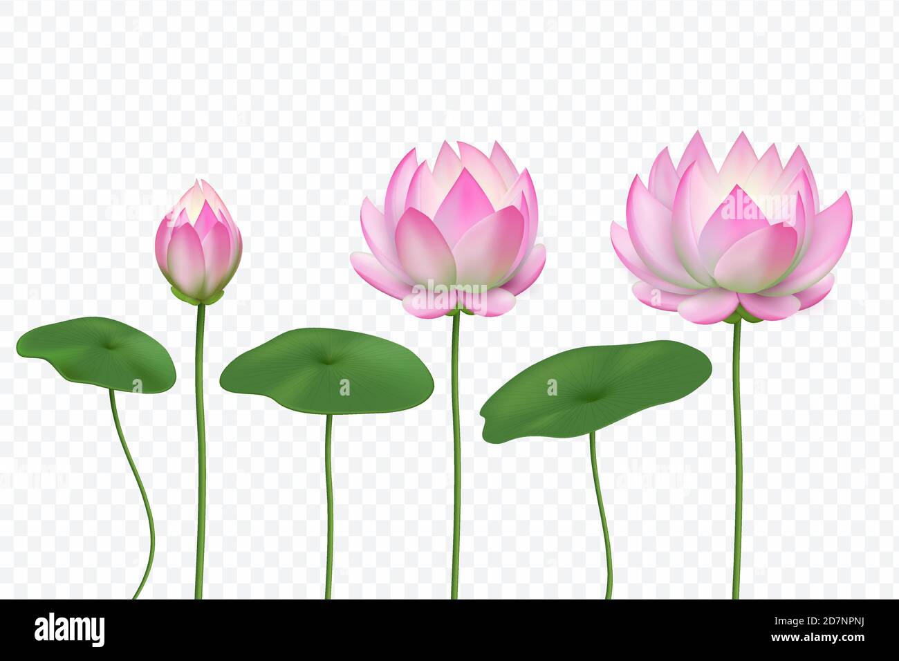 Realistic lotus. Pink water flower. Blooming pink lotus with leaves. Vector isolated set. Lotus flower realistic bloom illustration Stock Vector
