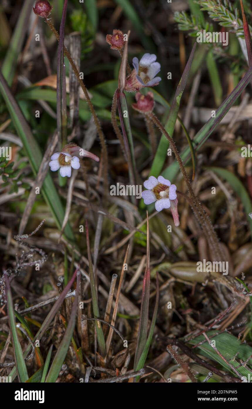 Pale butterwort, Pinguicula lusitanica, in flower and fruit in bog, Purbeck, Dorset. Stock Photo