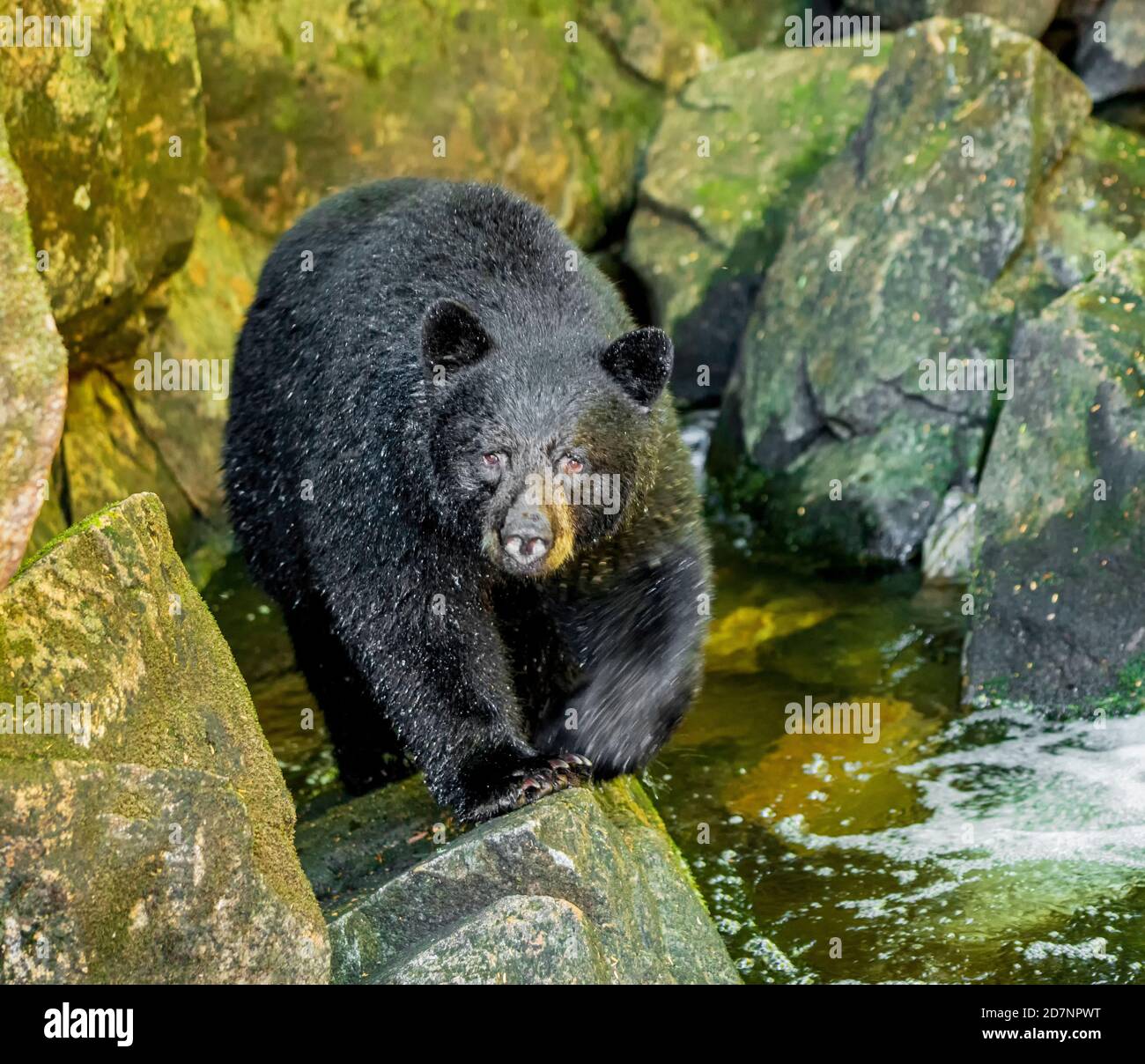 Black Bear British Columbia Stock Photo