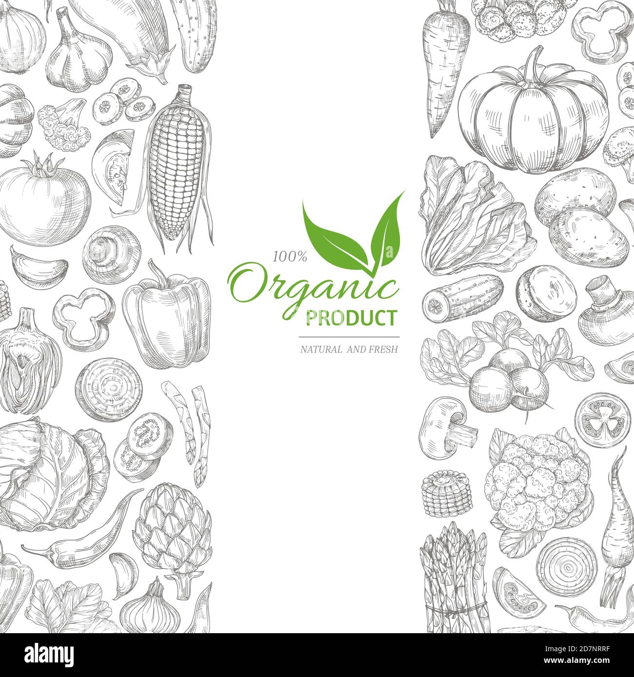 Organic sketch fresh vegetables vector retro background with hand drawn doodle greens on white Stock Vector