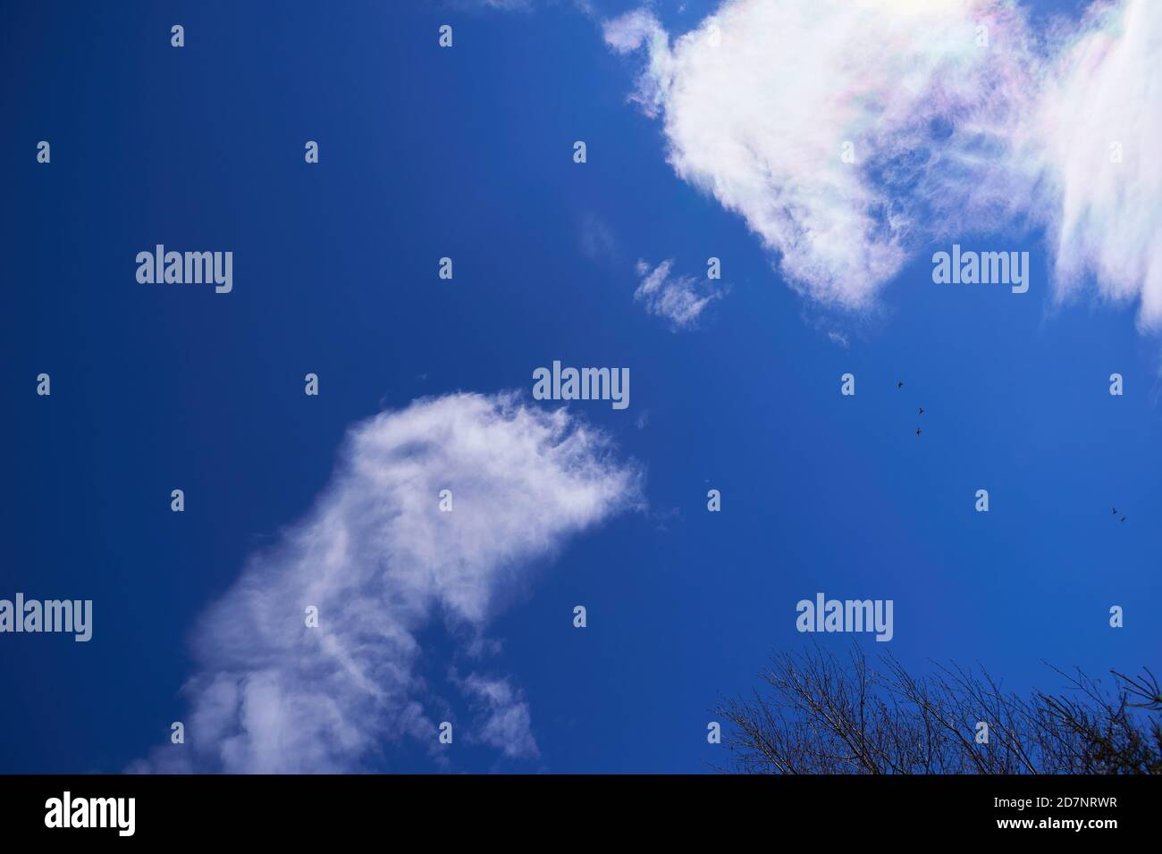 birds in flight blue sky with clouds Stock Photo - Alamy